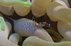 Spotted Cleaner Shrimp in Giant Anenome. Nikon Coolpix 54... by James Ridgway 